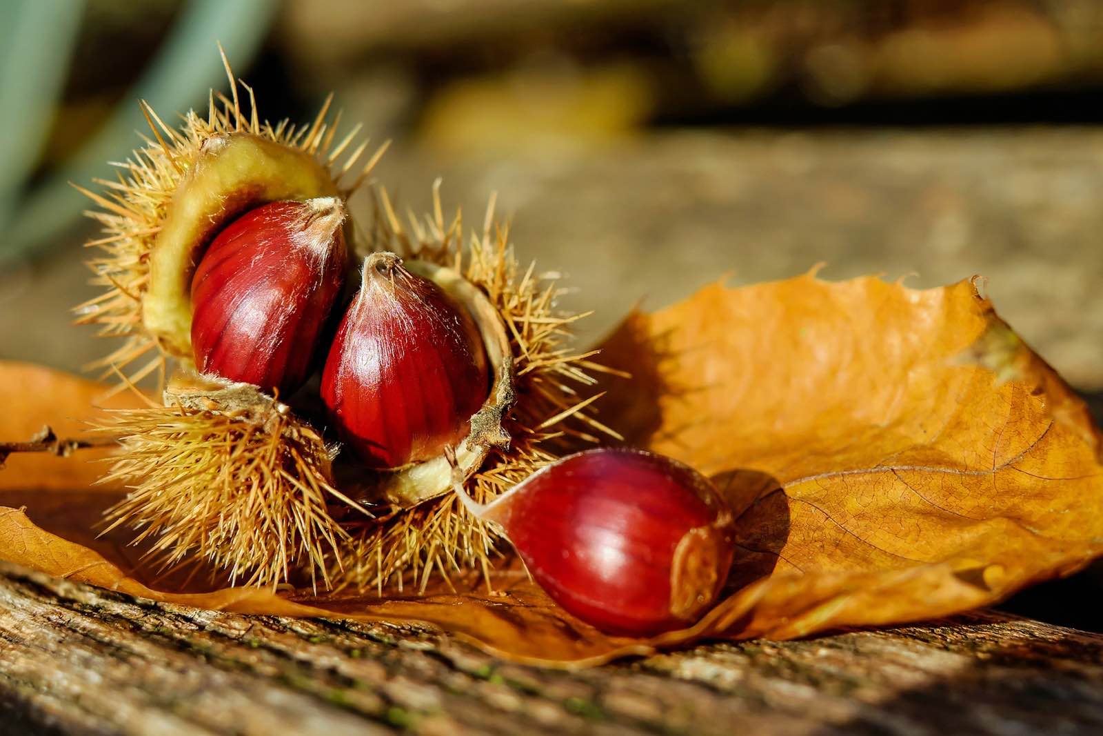 Maroni und gesunde Ernährung – passt das zusammen?