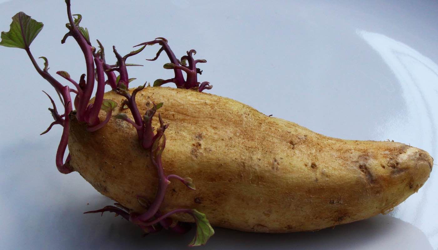 Sind keimende Kartoffeln giftig?