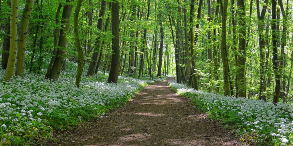 Bärlauch im Wald