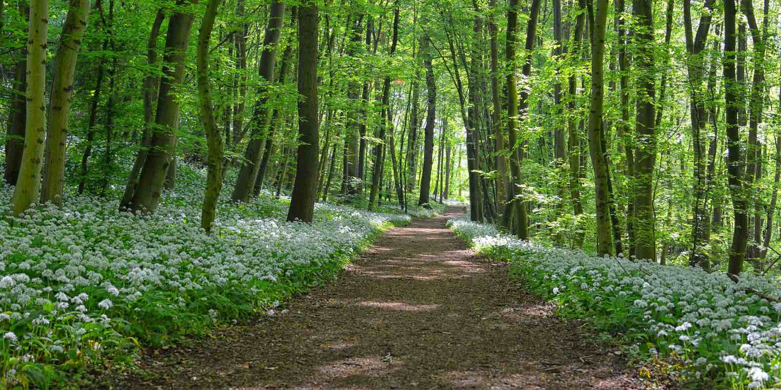 Fit in den Frühling mit Kräutern und Blumen