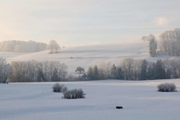 Feld im Winter