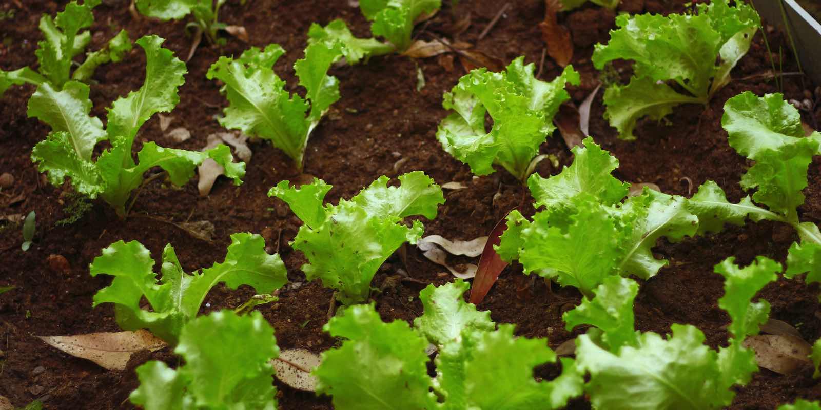 Grazer Krauthäuptel: Ein Salat mit Kopf