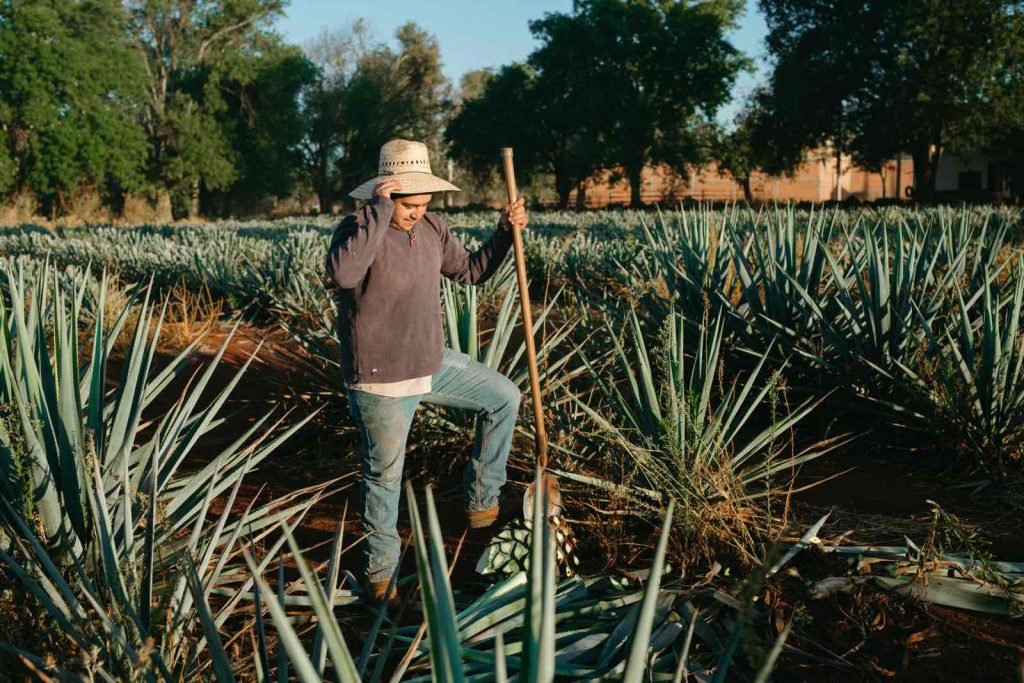 Ernte der Agave am Feld