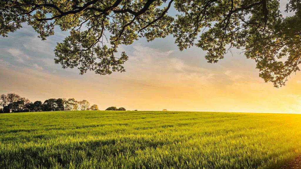 Feld mit Bio Pflanzen