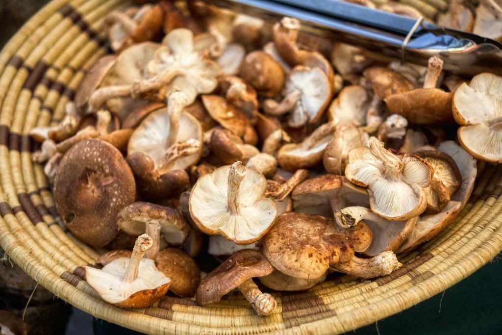 Shiitake Pilze im Korb