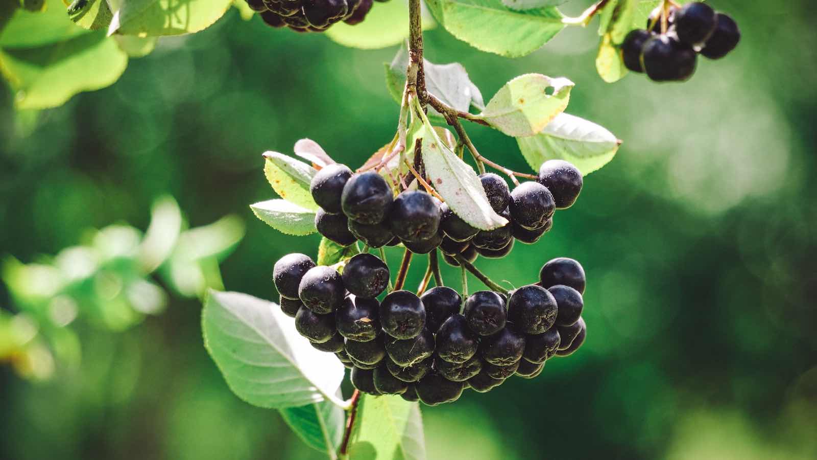 Dessert-Ideen mit Aronia-Beeren für zu Hause