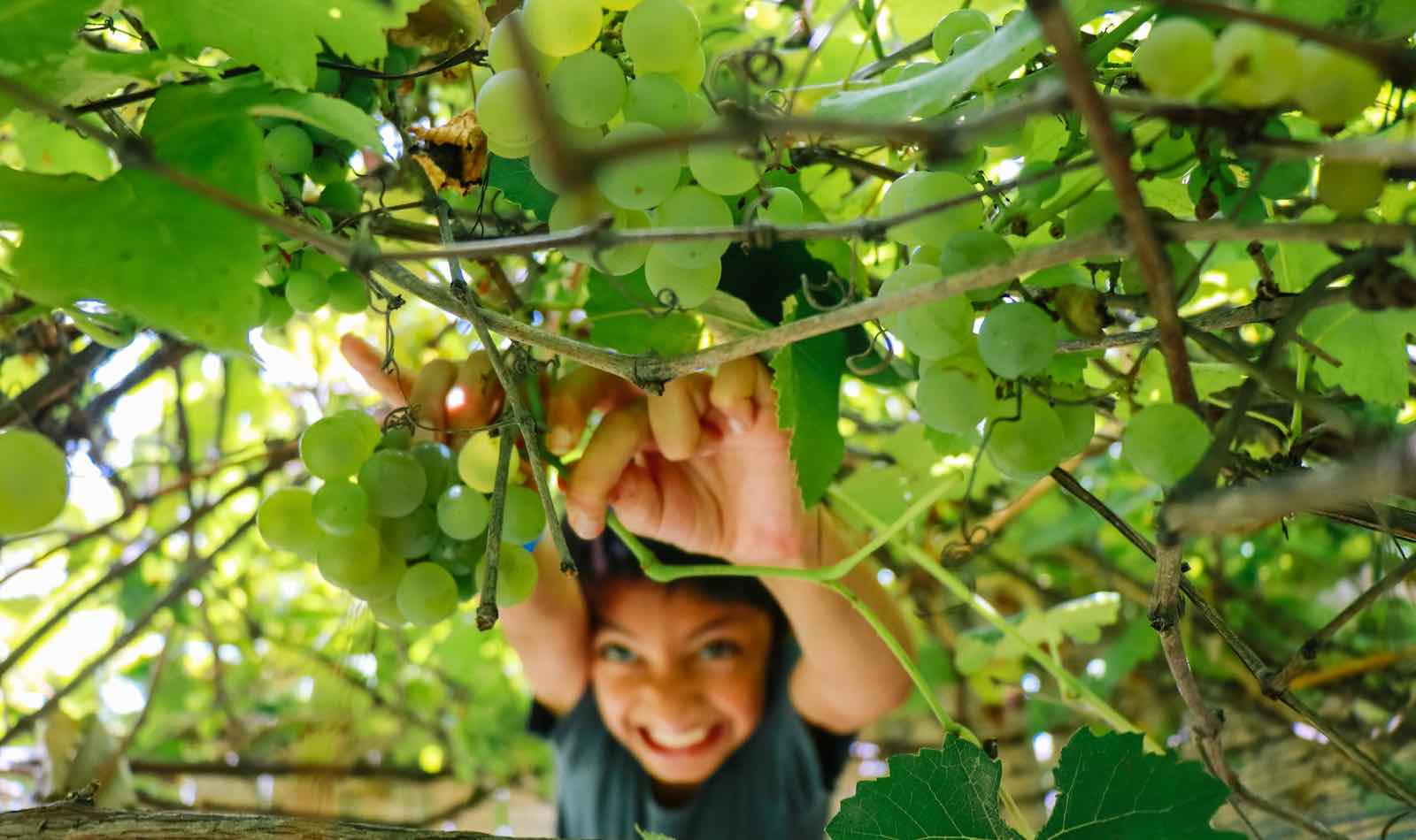 Warum die Kerne in Weintrauben ein Superfood sind