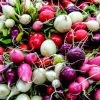 Radieschen und Rettiche gemischt