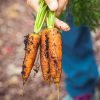 Frisch geerntete Karotten am Feld