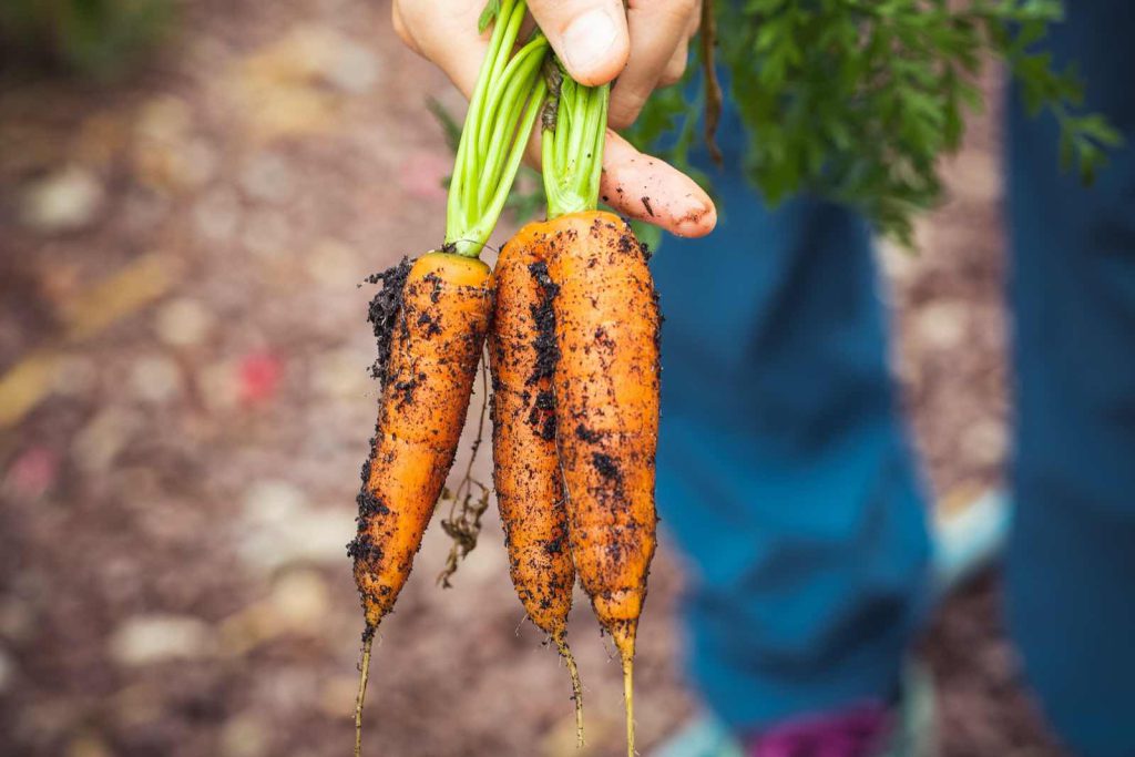 Frisch geerntete Karotten am Feld