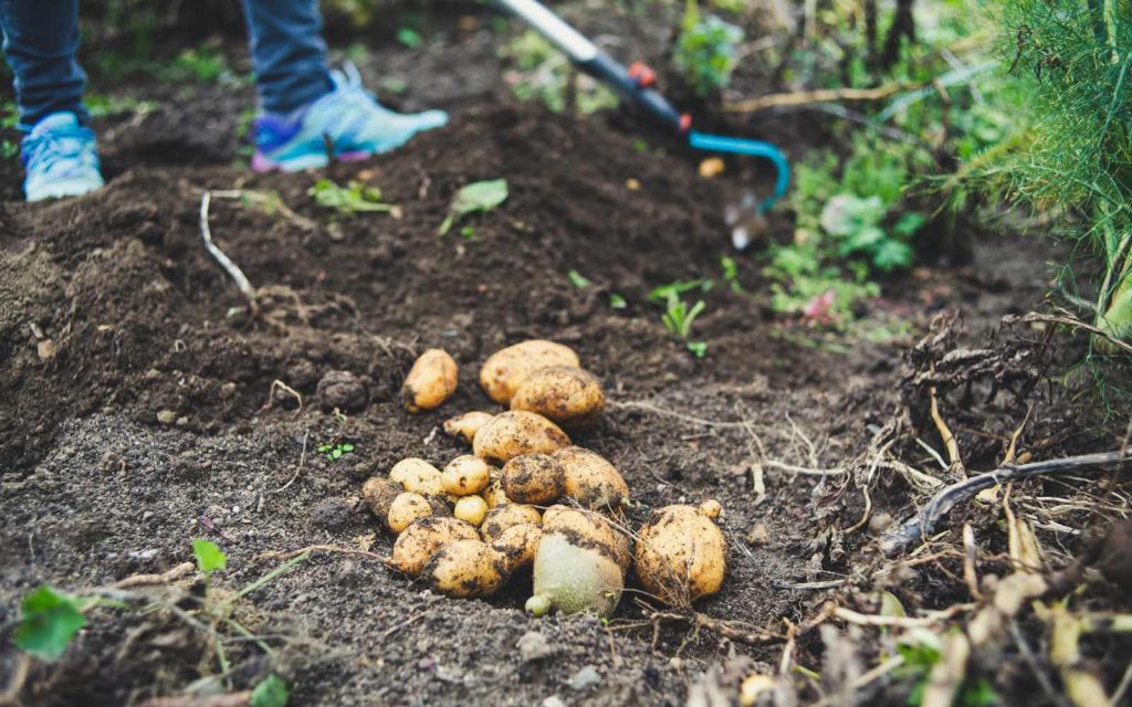 Kartoffeln werden am Feld geerntet