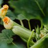 Zucchini junge Pflanze