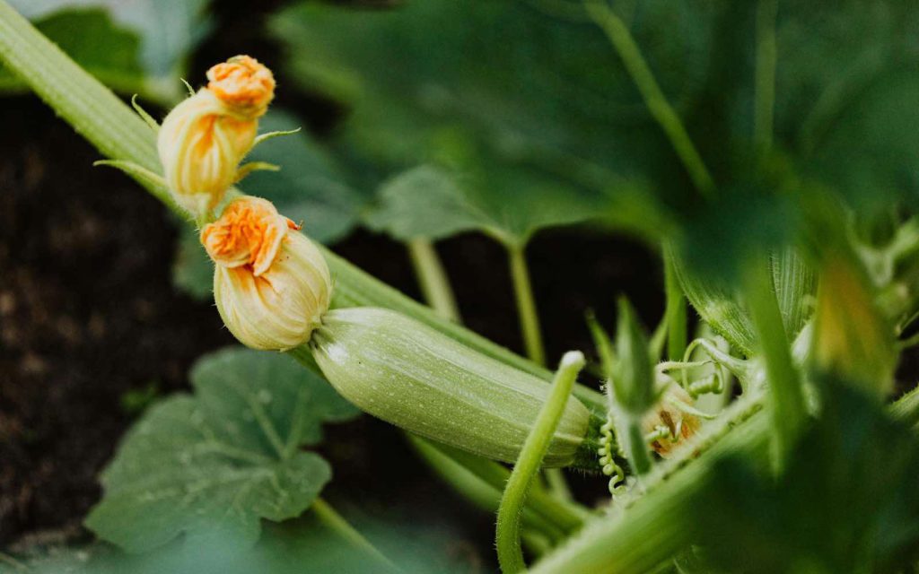 Zucchini junge Pflanze