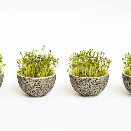 Sprossen wachsen in Gefäßen