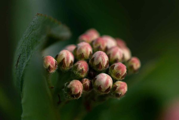 Junge Aronia Pflanze
