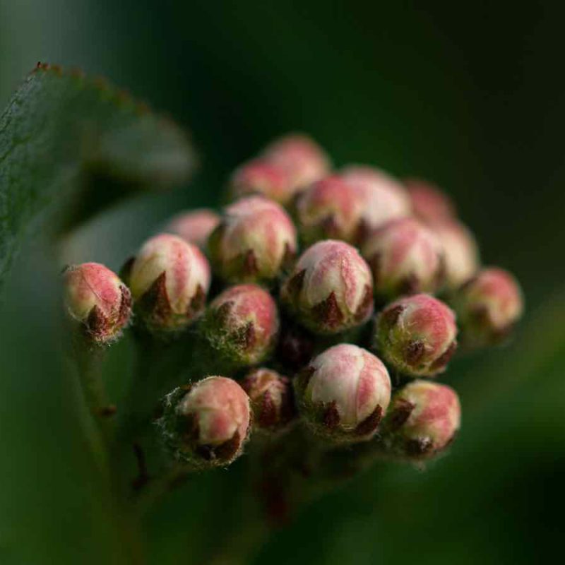 Junge Aronia Pflanze