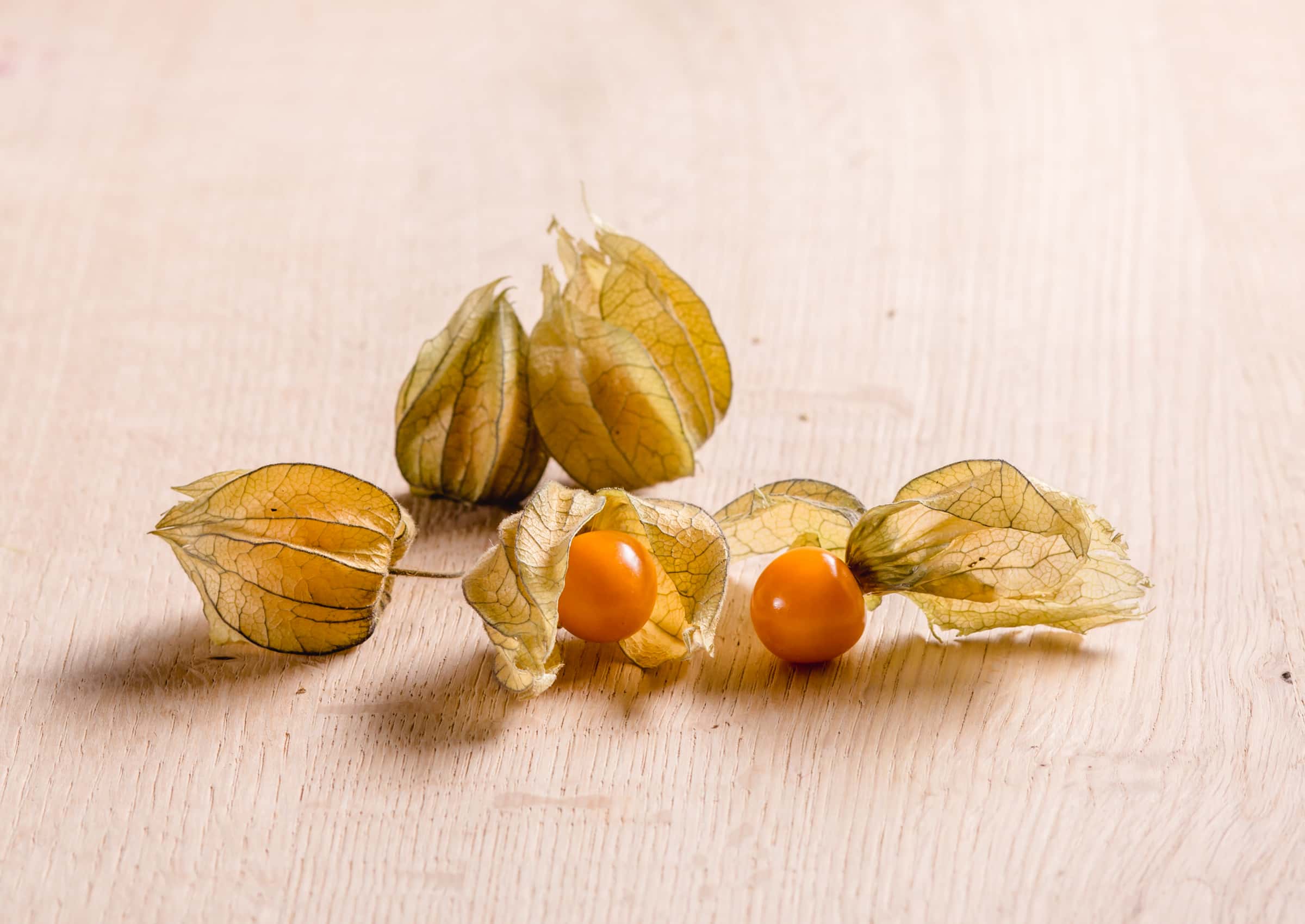 Physalis