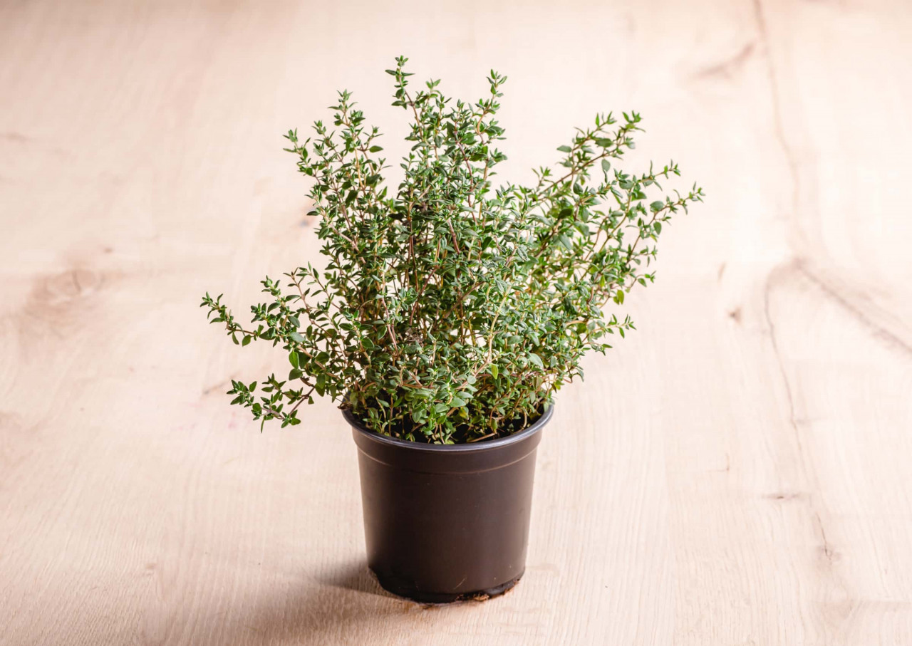 Thymian online bestellen vomfeld.at